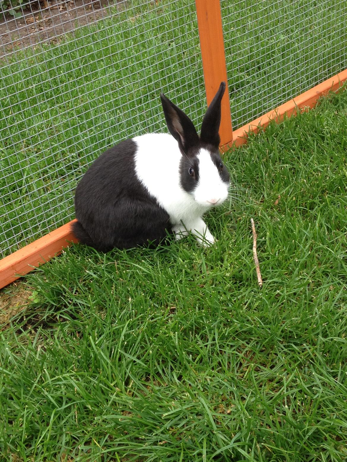 Kanin Hollænder - Stald Harbo´s Cosmo billede 4