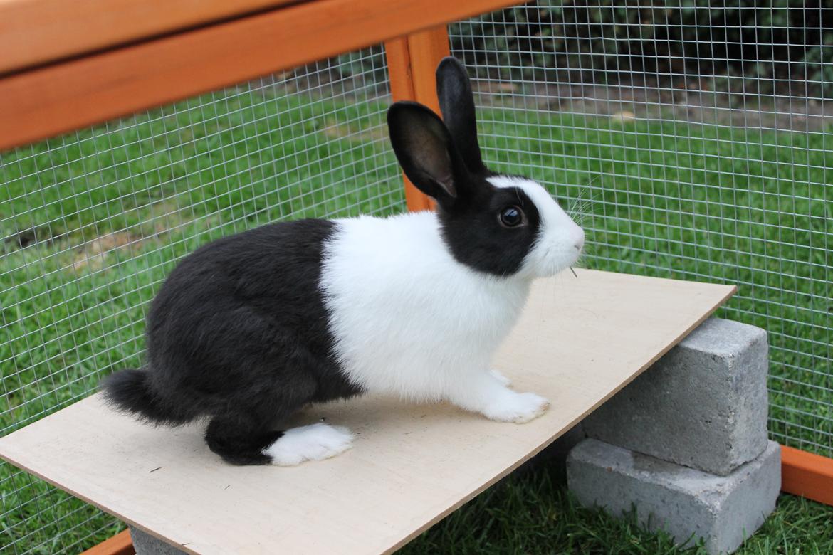 Kanin Hollænder - Stald Harbo´s Cosmo billede 5
