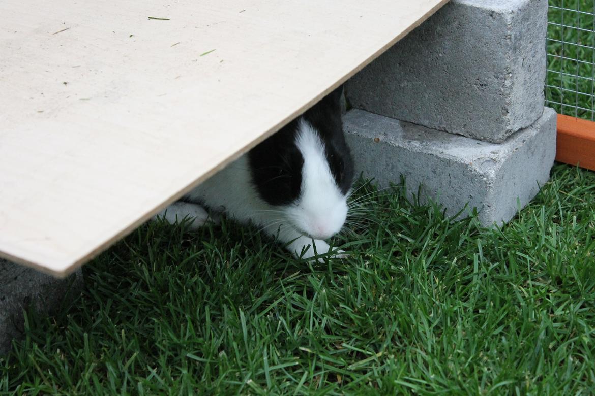 Kanin Hollænder - Stald Harbo´s Cosmo billede 7