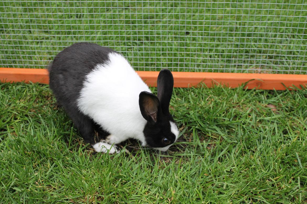 Kanin Hollænder - Stald Harbo´s Cosmo billede 6