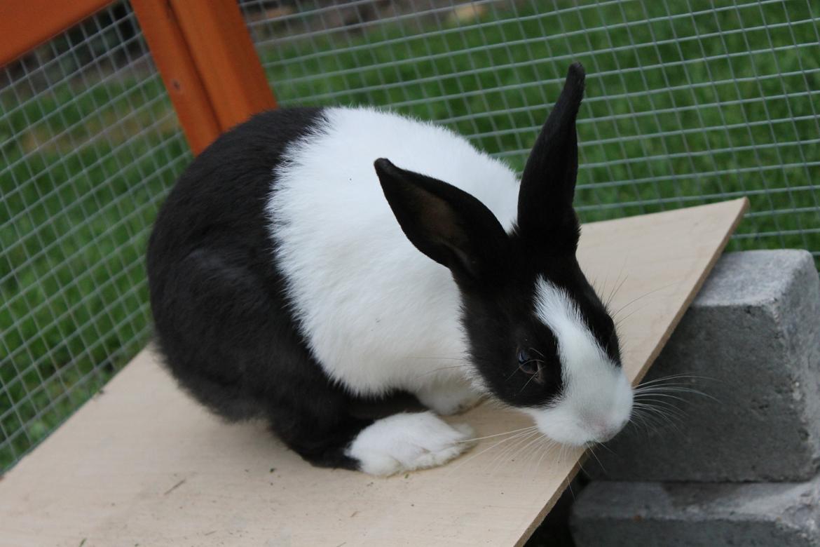 Kanin Hollænder - Stald Harbo´s Cosmo billede 8