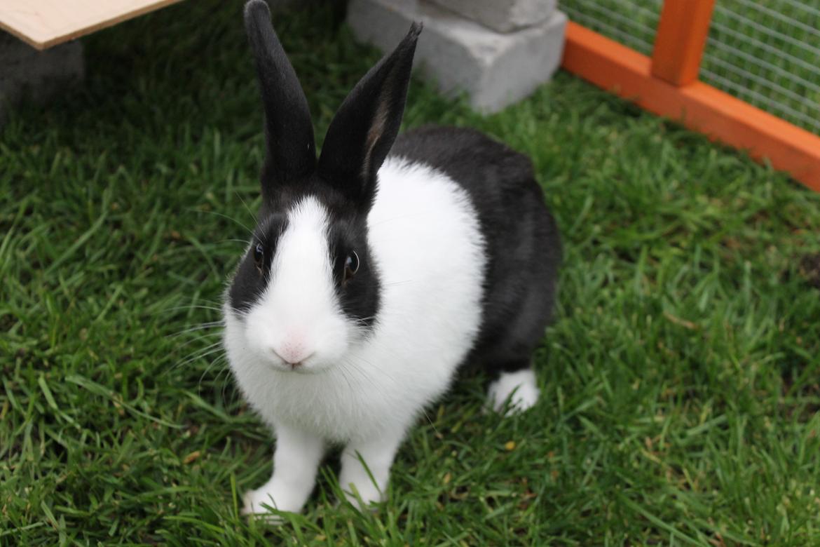 Kanin Hollænder - Stald Harbo´s Cosmo billede 9