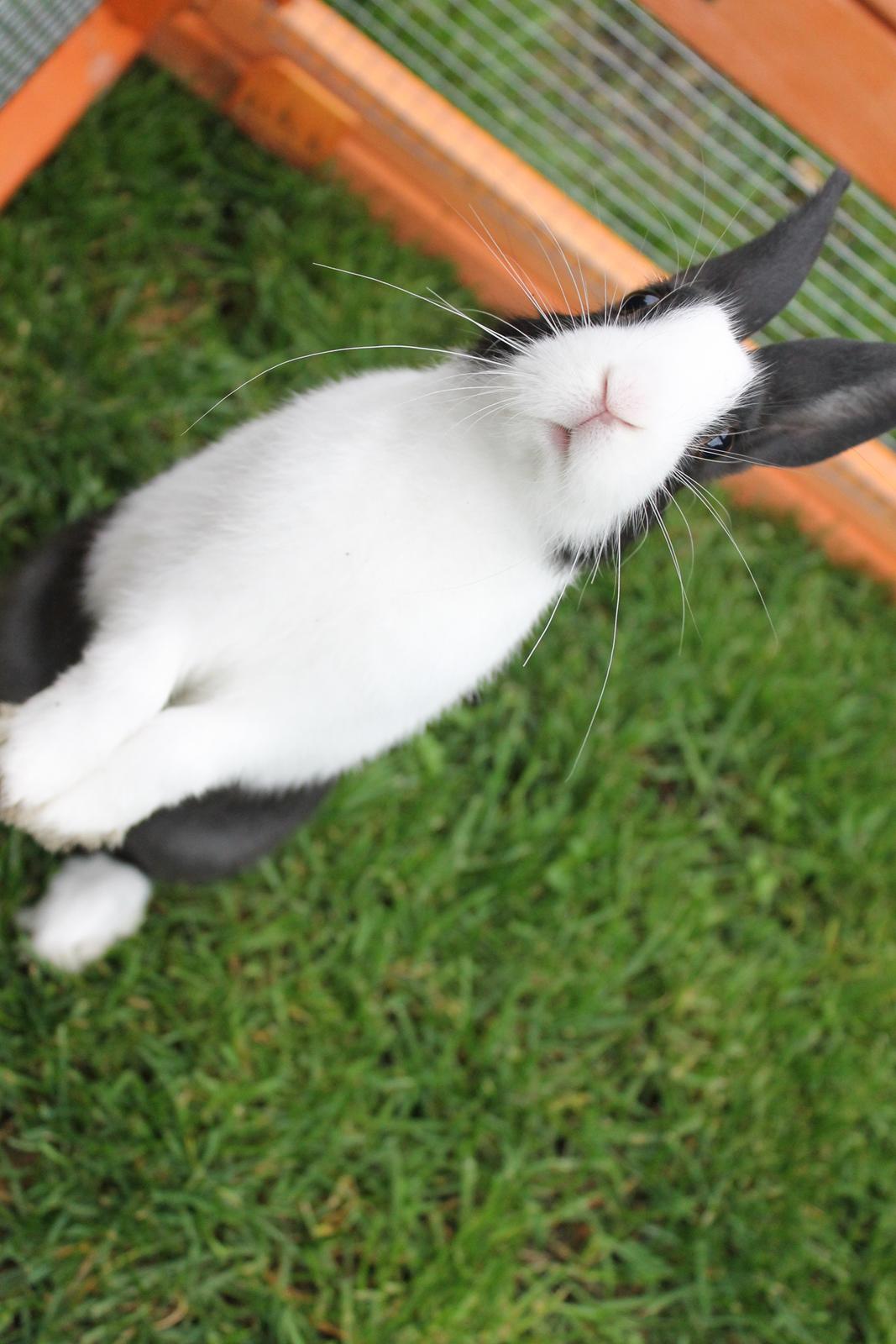 Kanin Hollænder - Stald Harbo´s Cosmo billede 11