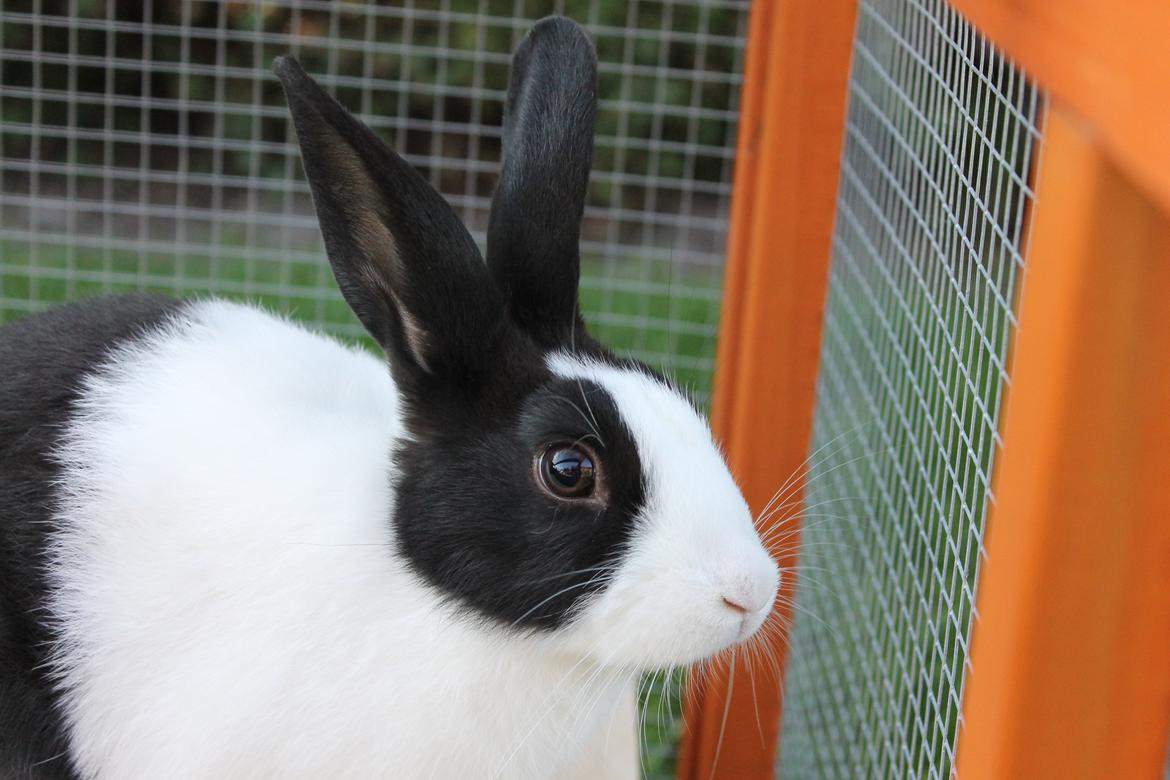 Kanin Hollænder - Stald Harbo´s Cosmo billede 12