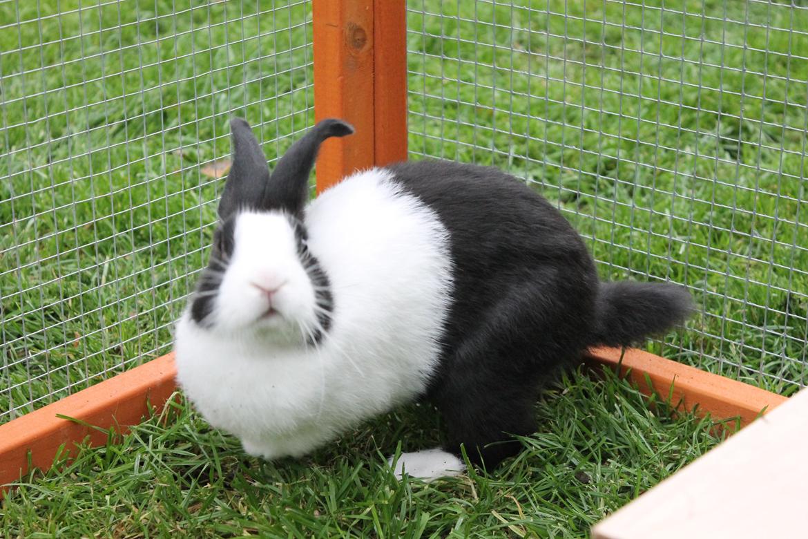 Kanin Hollænder - Stald Harbo´s Cosmo - Cosmo er igang med at lege ninja! :D billede 10