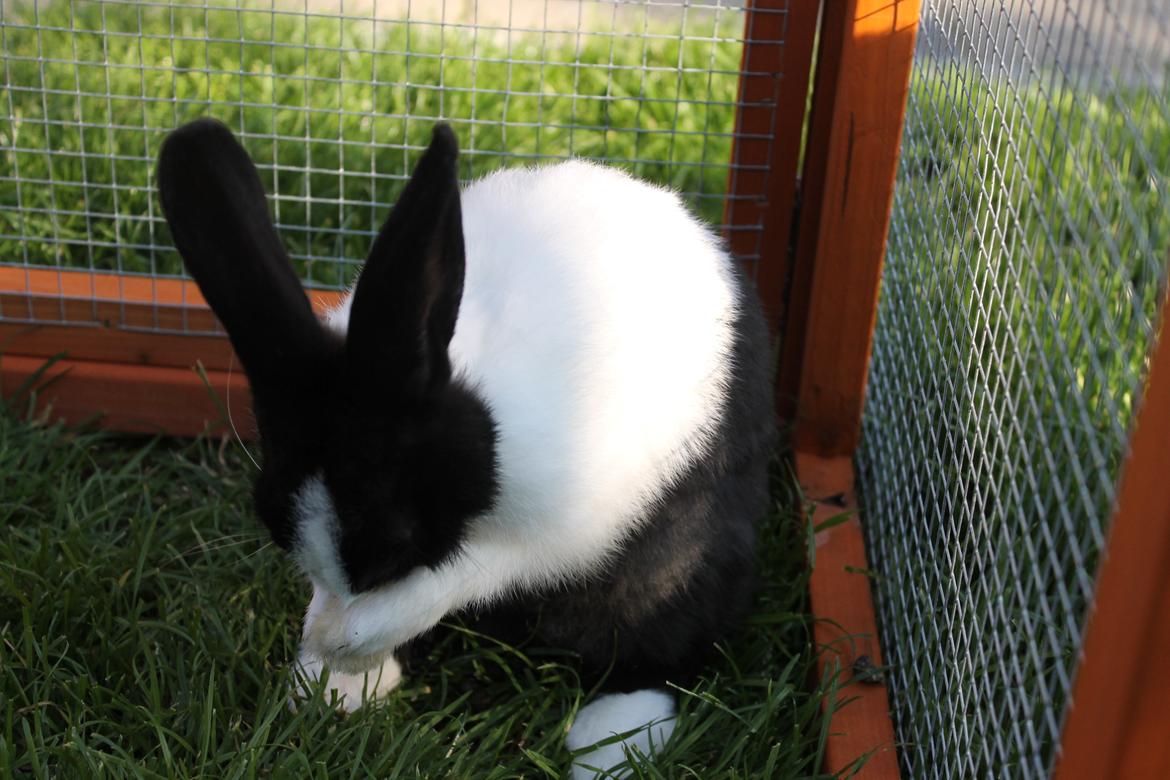 Kanin Hollænder - Stald Harbo´s Cosmo billede 13