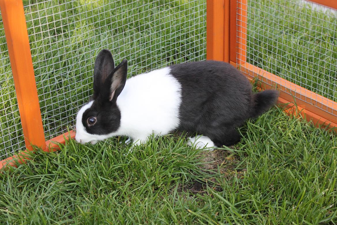 Kanin Hollænder - Stald Harbo´s Cosmo billede 16