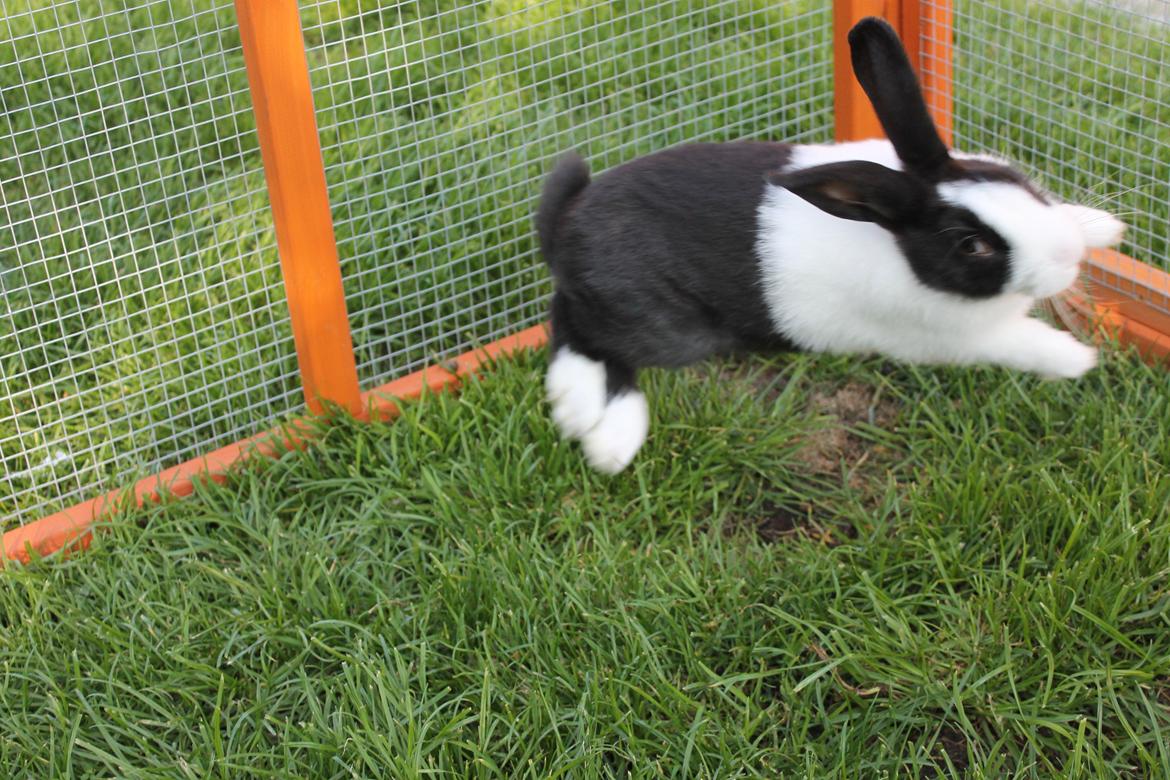 Kanin Hollænder - Stald Harbo´s Cosmo - Cosmo flyvende! :) billede 17