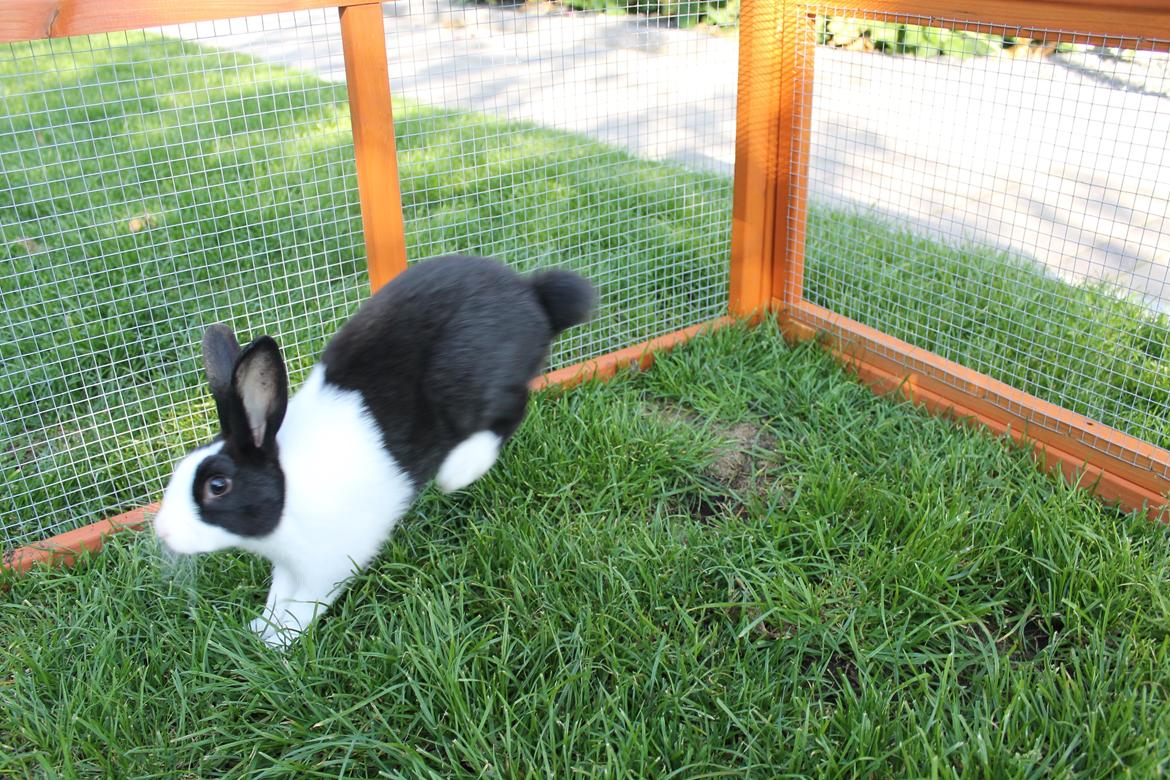 Kanin Hollænder - Stald Harbo´s Cosmo - Bukkespring! :o billede 19