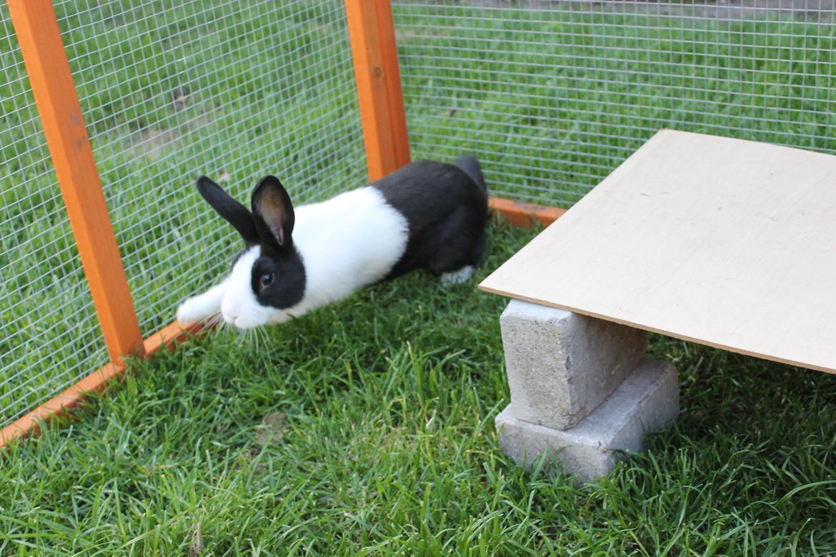 Kanin Hollænder - Stald Harbo´s Cosmo - Fart over feltet!  billede 21