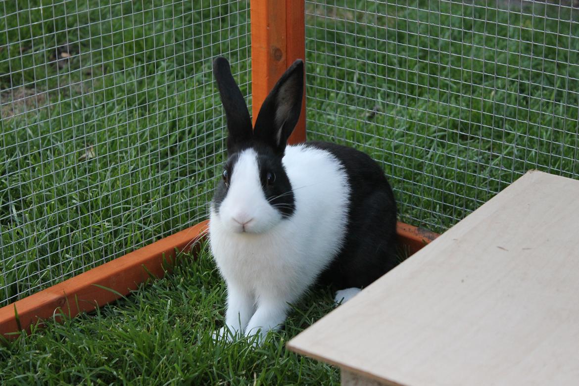 Kanin Hollænder - Stald Harbo´s Cosmo - Min smukke dreng! billede 1