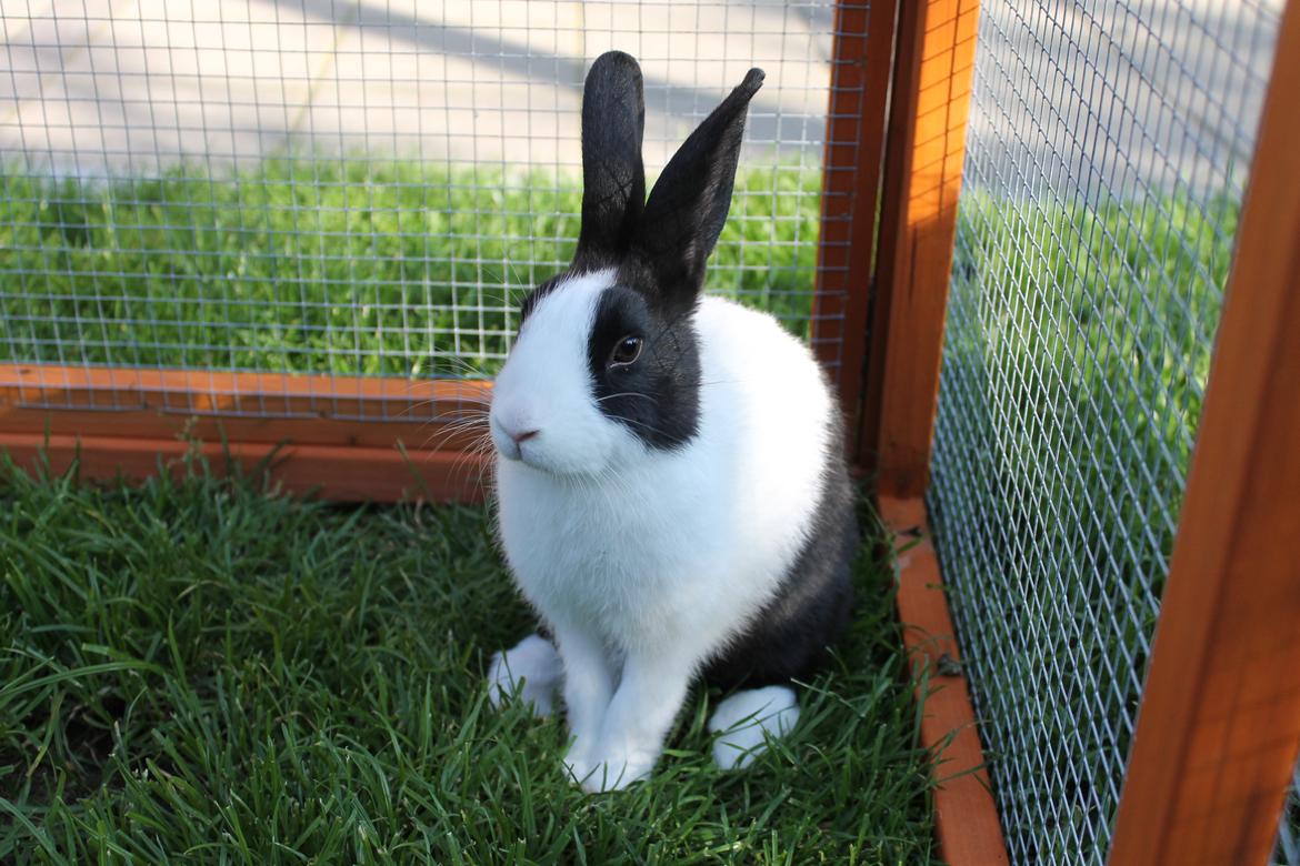 Kanin Hollænder - Stald Harbo´s Cosmo billede 14