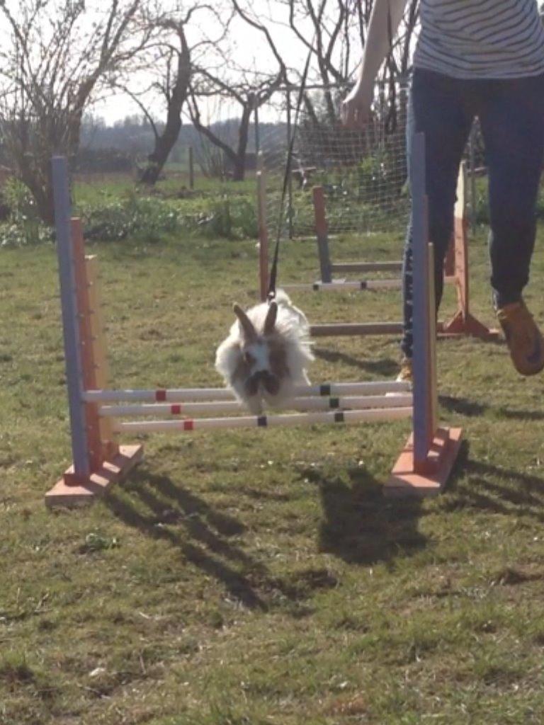 Kanin Søbakkegård´s Fidolina <3 billede 10