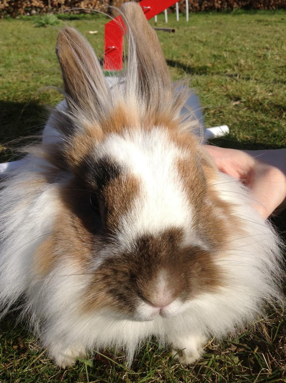 Kanin Søbakkegård´s Fidolina <3 billede 11