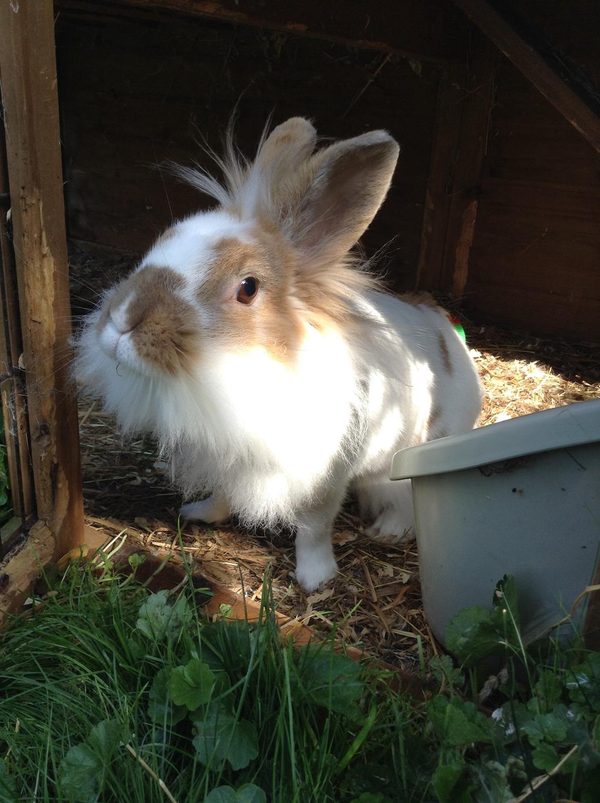 Kanin Søbakkegård´s Fidolina <3 billede 12