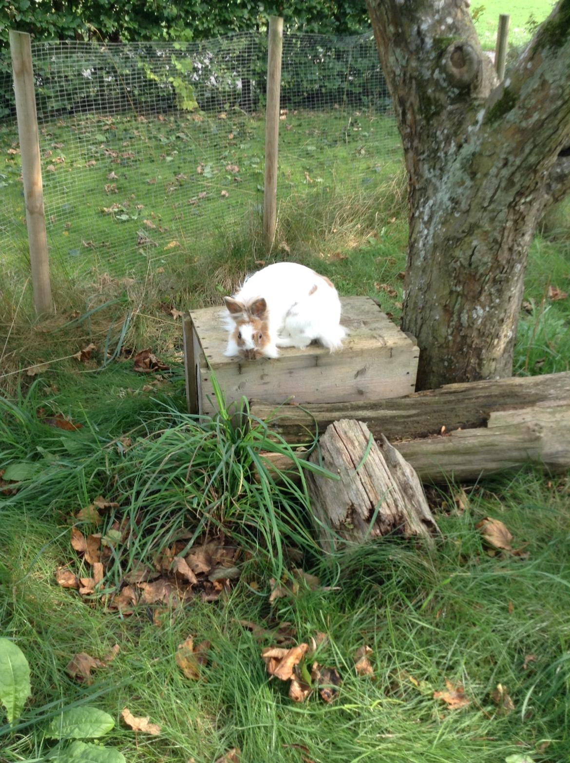 Kanin Søbakkegård´s Fidolina <3 billede 13