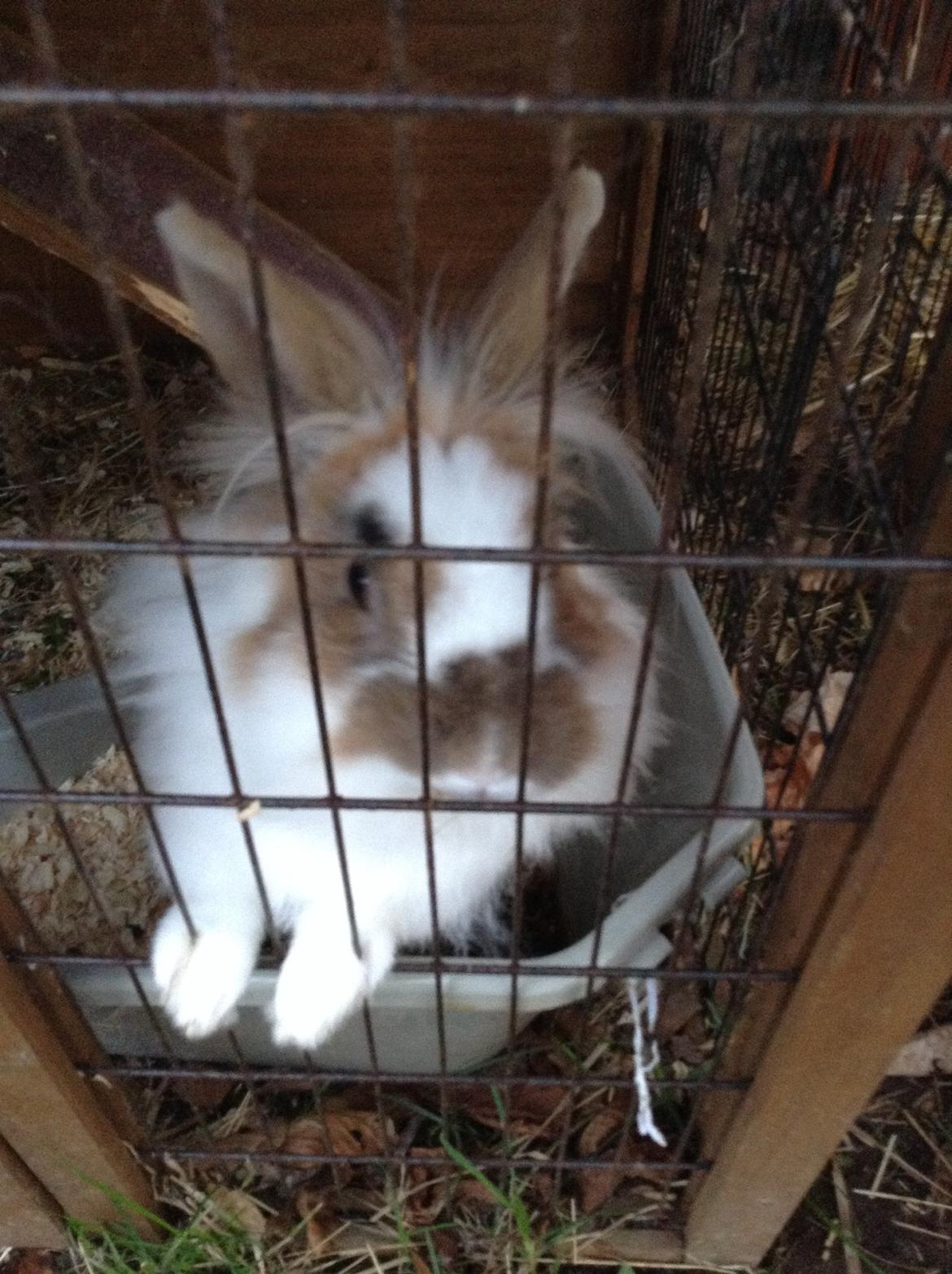 Kanin Søbakkegård´s Fidolina <3 billede 14