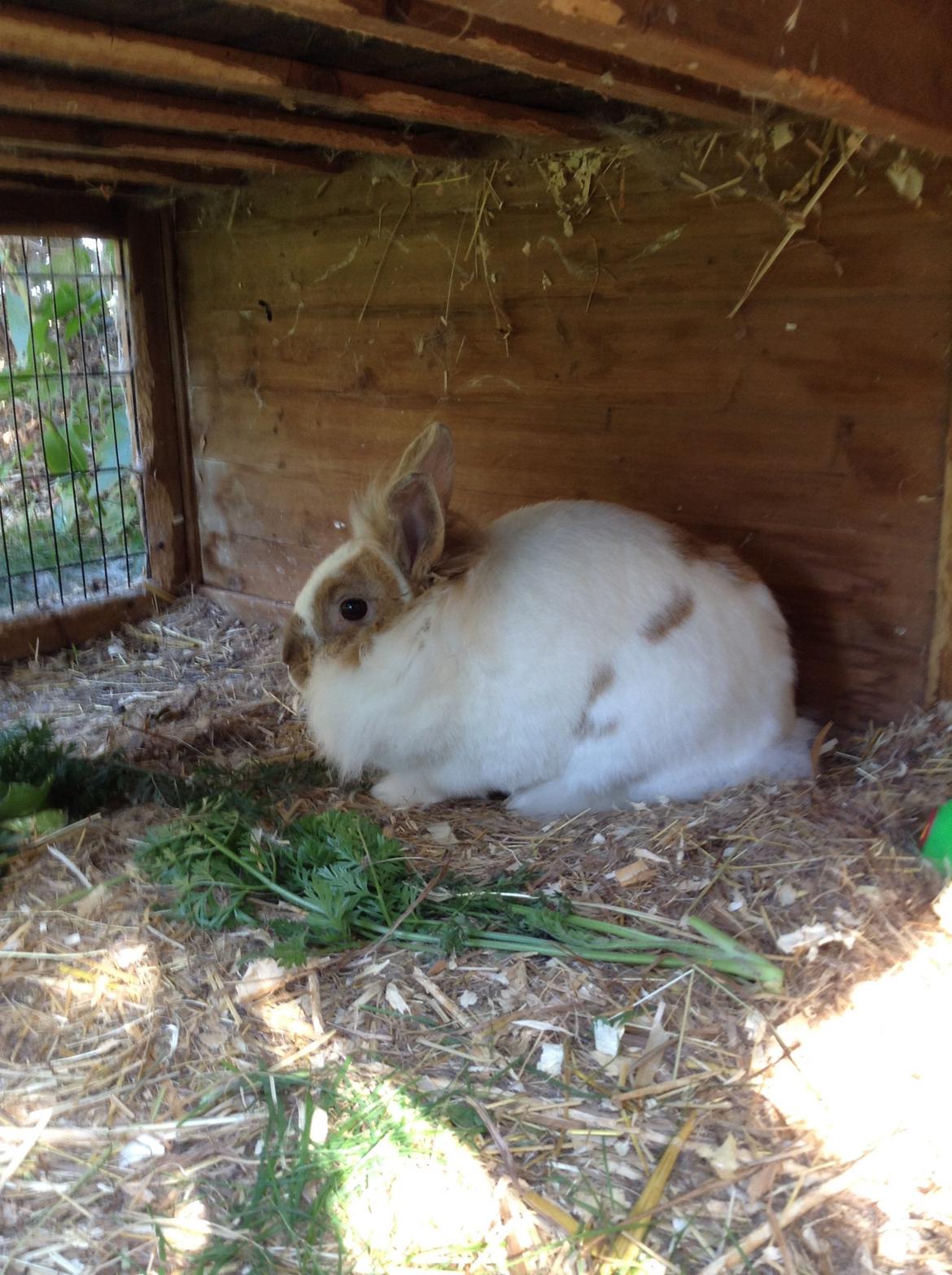 Kanin Søbakkegård´s Fidolina <3 billede 15