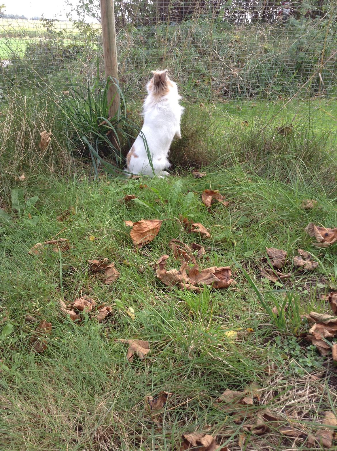 Kanin Søbakkegård´s Fidolina <3 billede 16