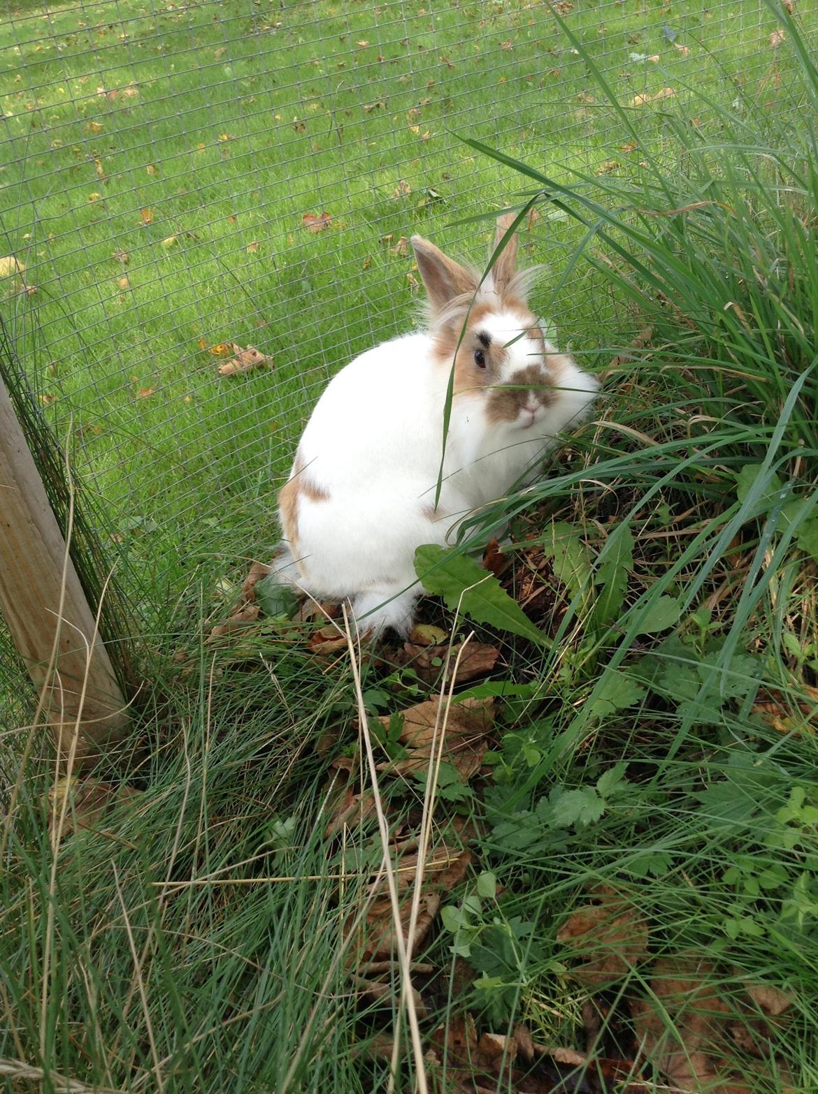 Kanin Søbakkegård´s Fidolina <3 billede 17