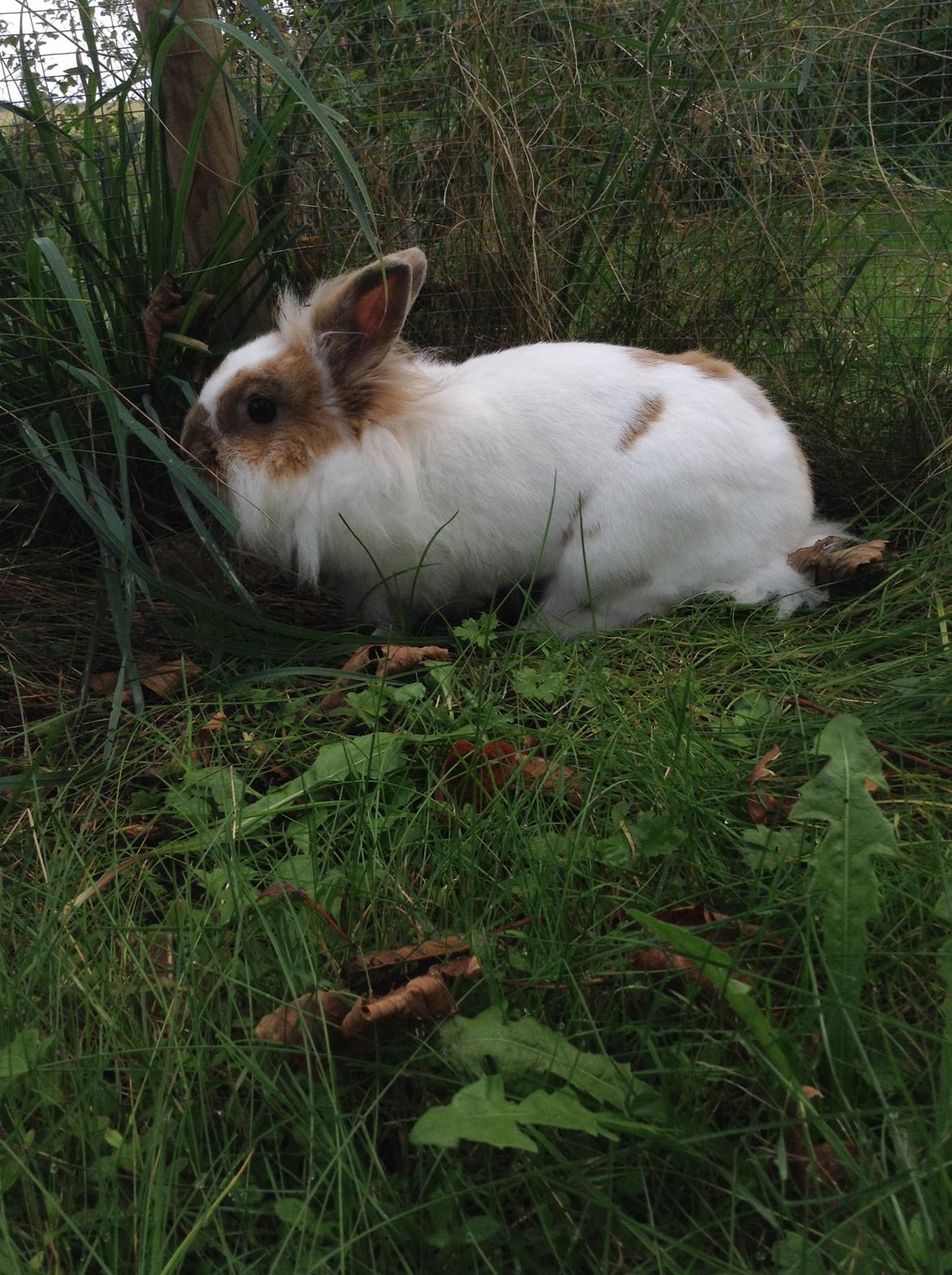 Kanin Søbakkegård´s Fidolina <3 billede 18