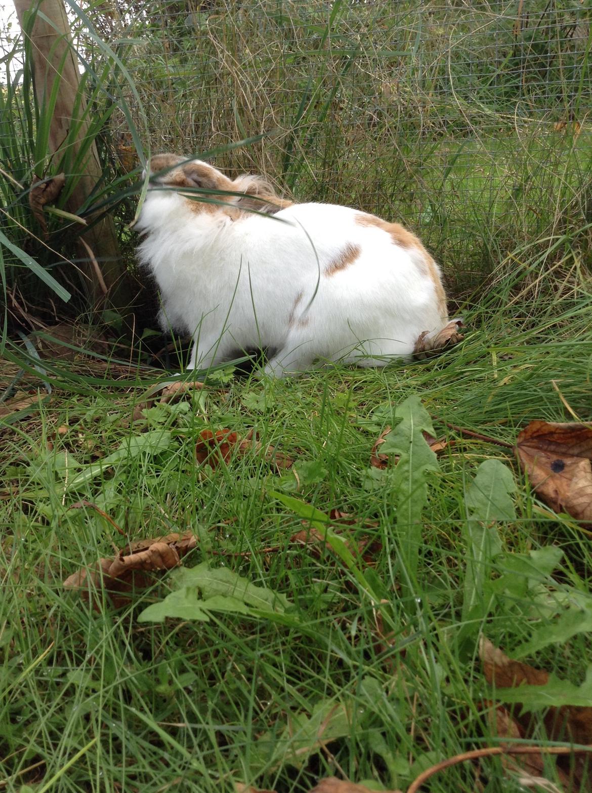 Kanin Søbakkegård´s Fidolina <3 billede 19