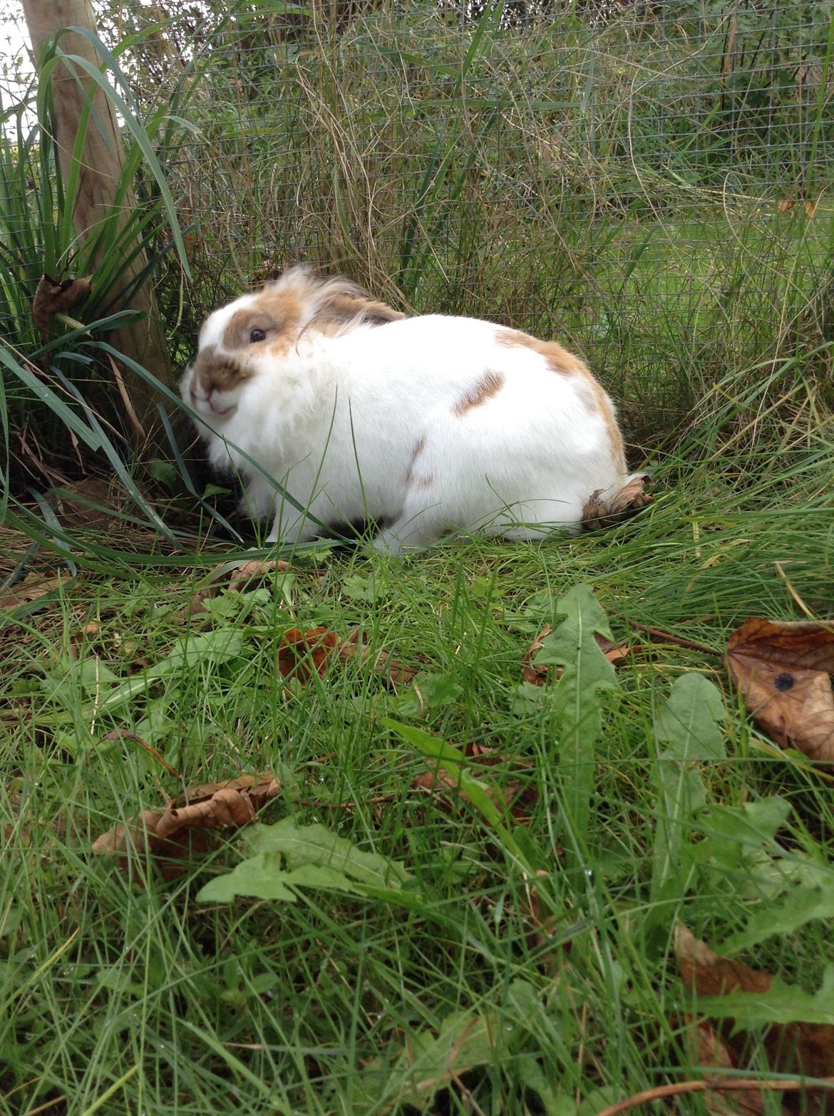 Kanin Søbakkegård´s Fidolina <3 billede 20