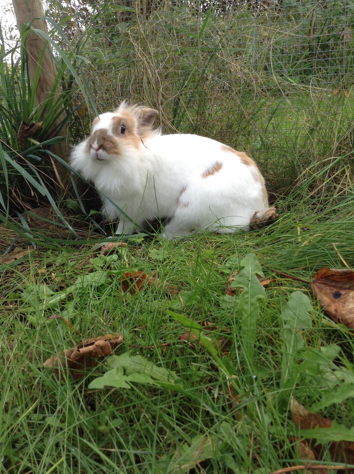 Kanin Søbakkegård´s Fidolina <3 billede 21