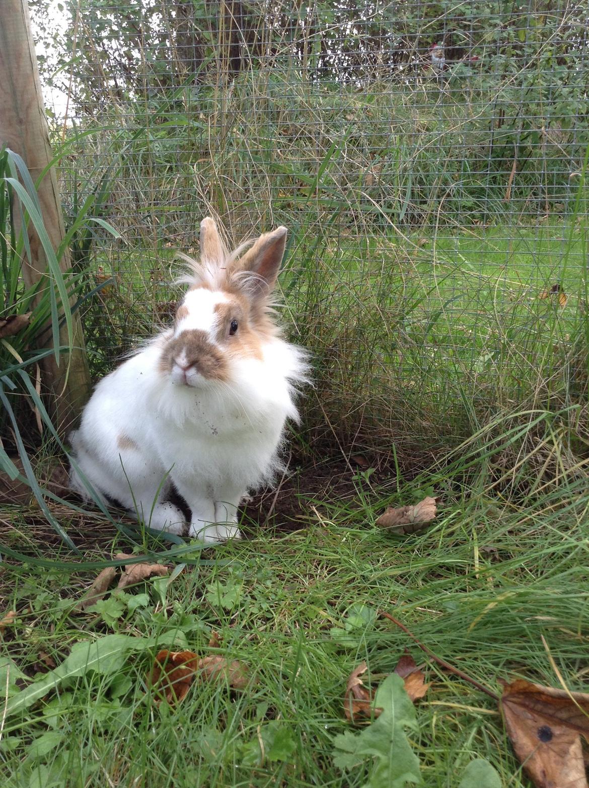 Kanin Søbakkegård´s Fidolina <3 billede 22