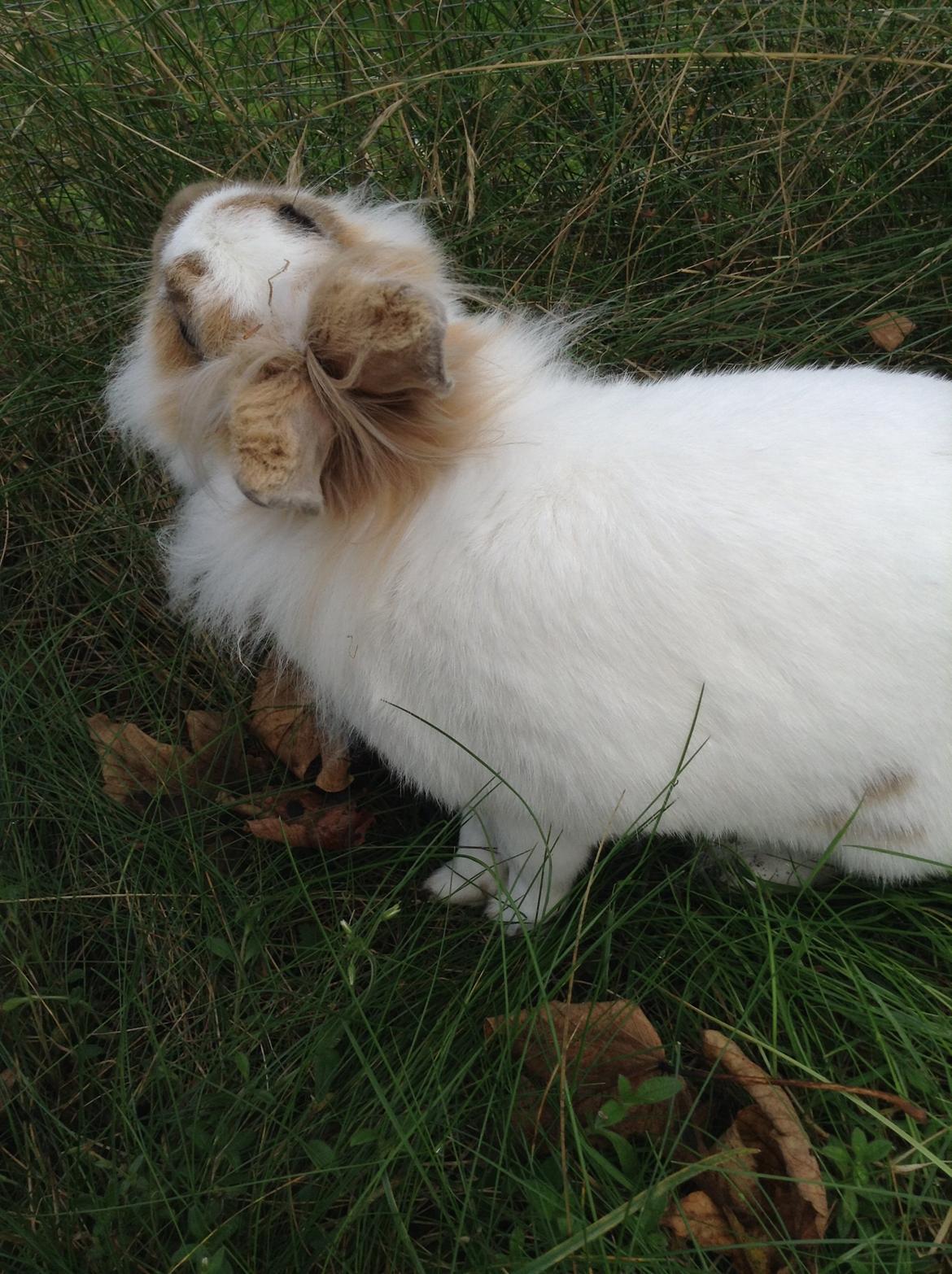 Kanin Søbakkegård´s Fidolina <3 billede 23