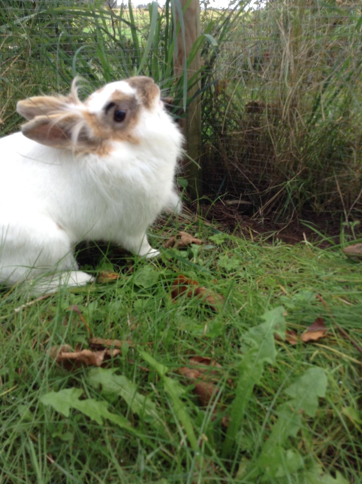 Kanin Søbakkegård´s Fidolina <3 billede 24