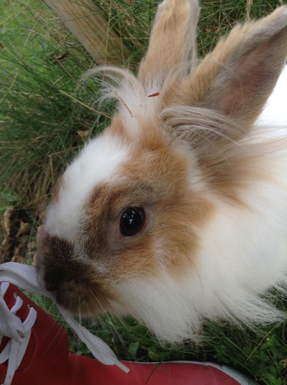 Kanin Søbakkegård´s Fidolina <3 billede 25