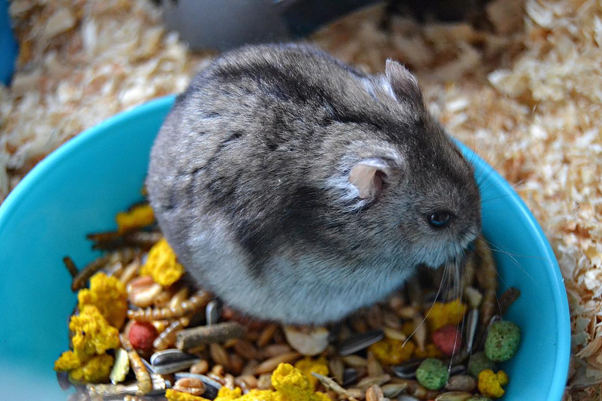 Dværghamster Chap Aka Chapper billede 2