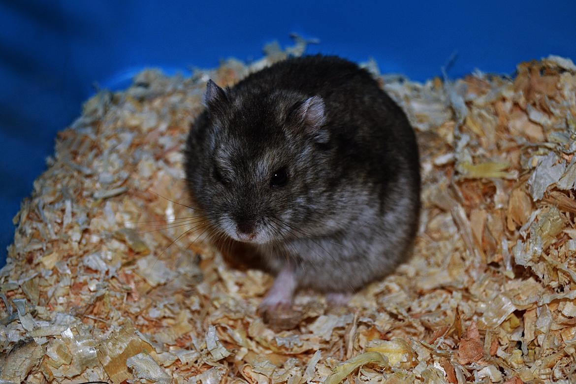 Dværghamster Chap Aka Chapper billede 4