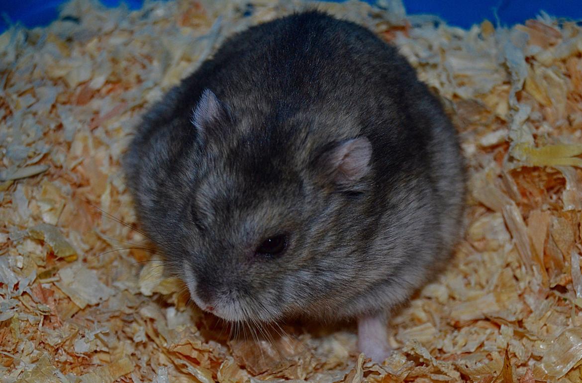 Dværghamster Chap Aka Chapper billede 3