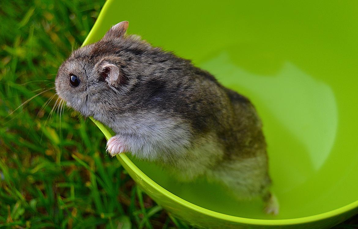 Dværghamster Chap Aka Chapper billede 6