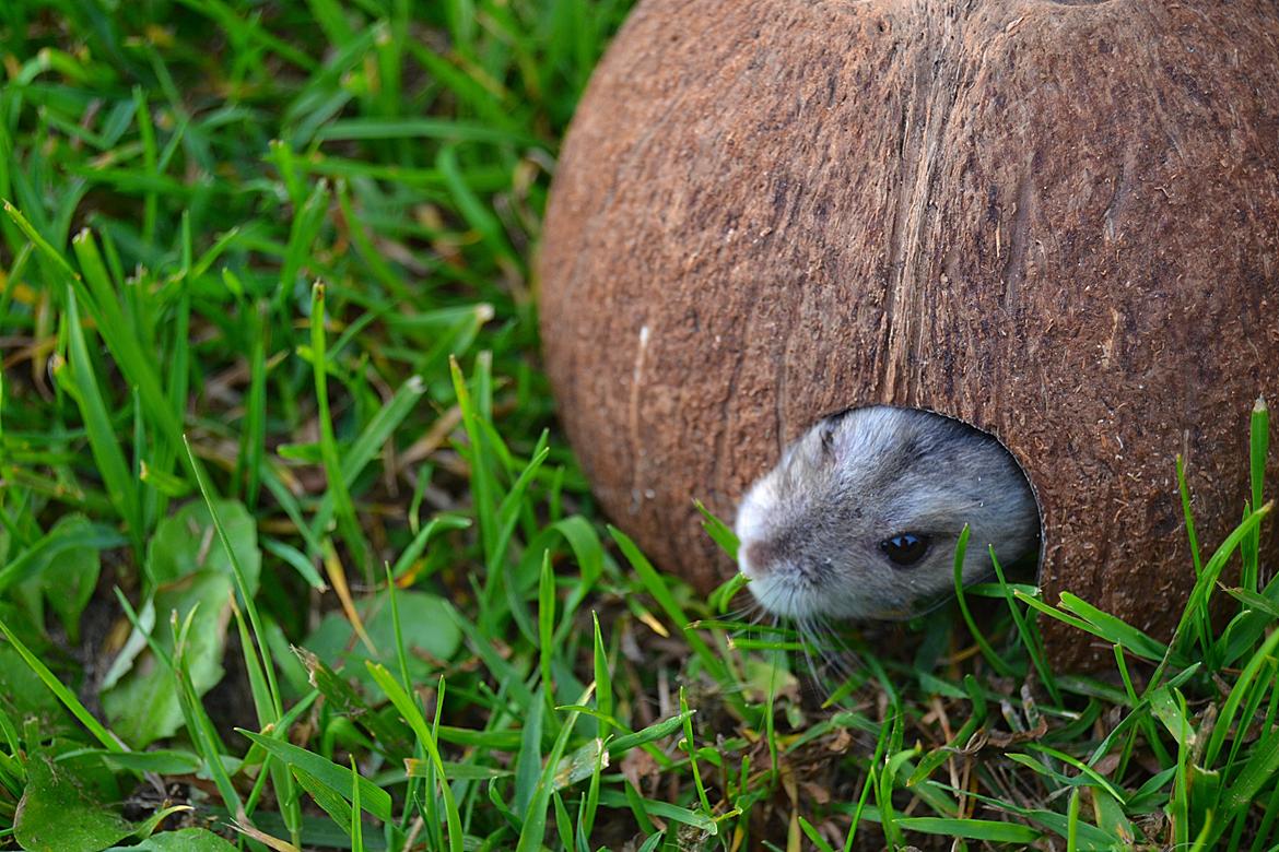 Dværghamster Chap Aka Chapper billede 7