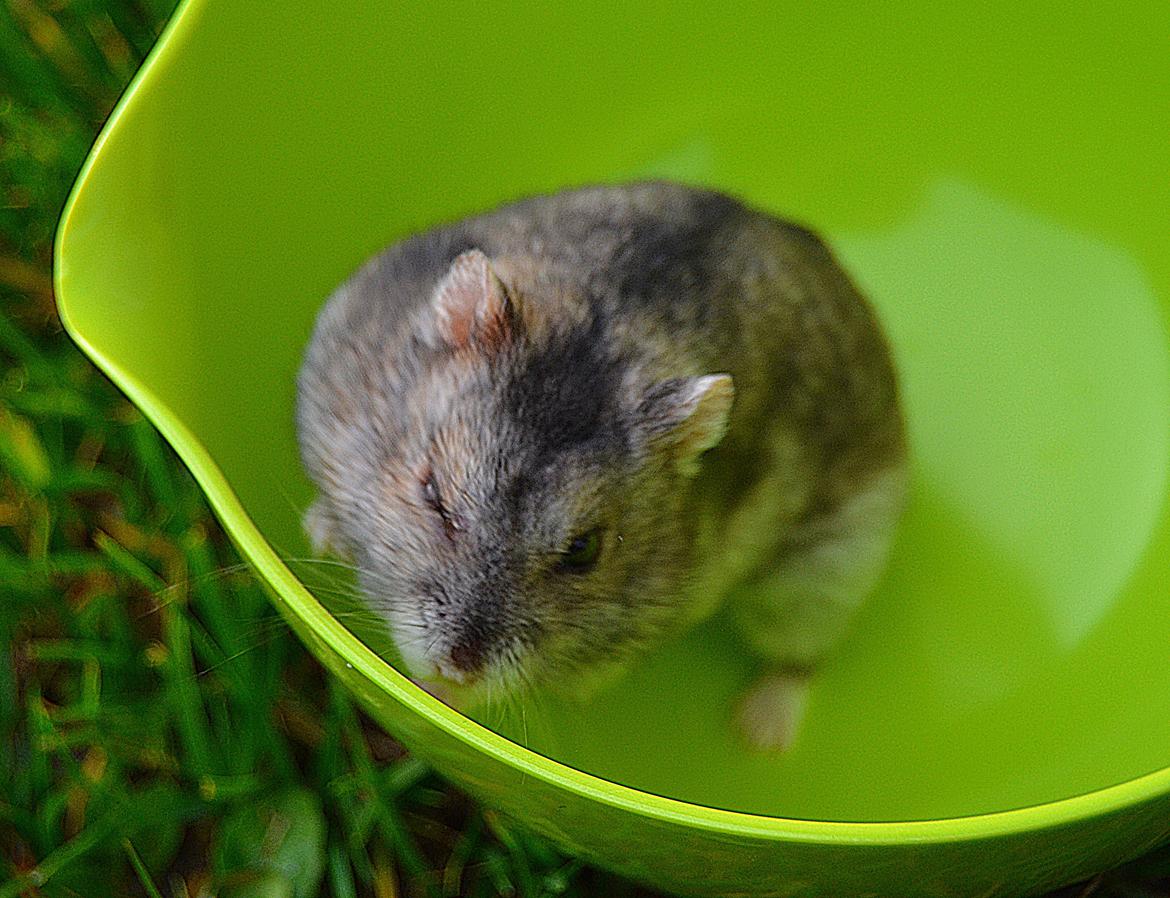 Dværghamster Chap Aka Chapper - Det her er nok mit Y-billede af ham! <3 billede 5