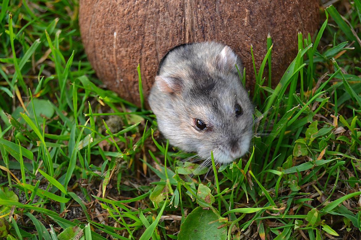 Dværghamster Chap Aka Chapper billede 9