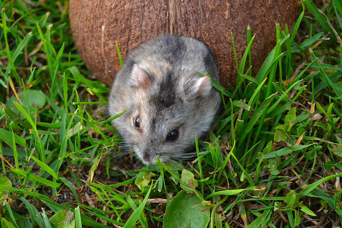 Dværghamster Chap Aka Chapper billede 10