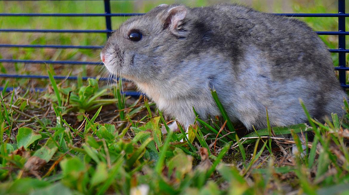 Dværghamster Chap Aka Chapper billede 11