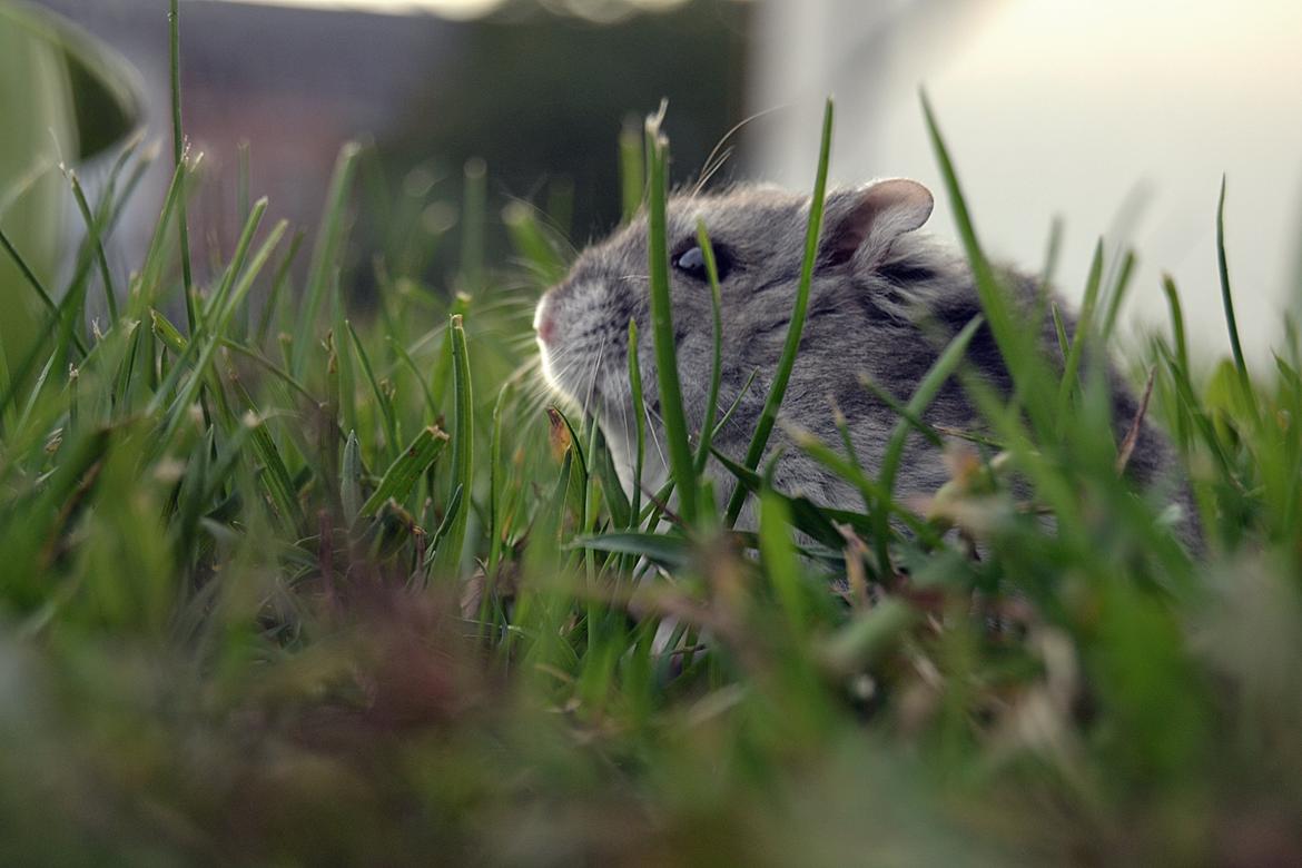 Dværghamster Chap Aka Chapper - Velkommen til Chap's Profil! :D <3 billede 1