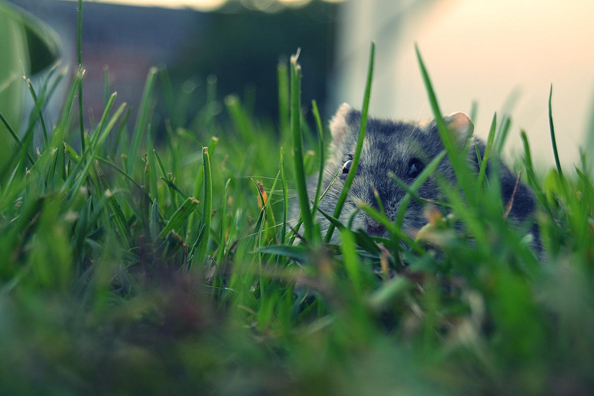 Dværghamster Chap Aka Chapper billede 12