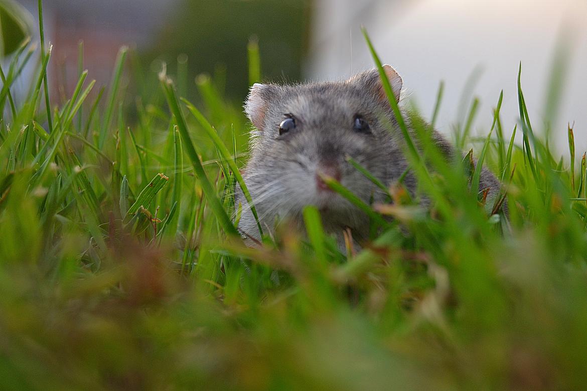 Dværghamster Chap Aka Chapper - Han eeeelsker at gå på opdagelse i Naturen :P <3 billede 13