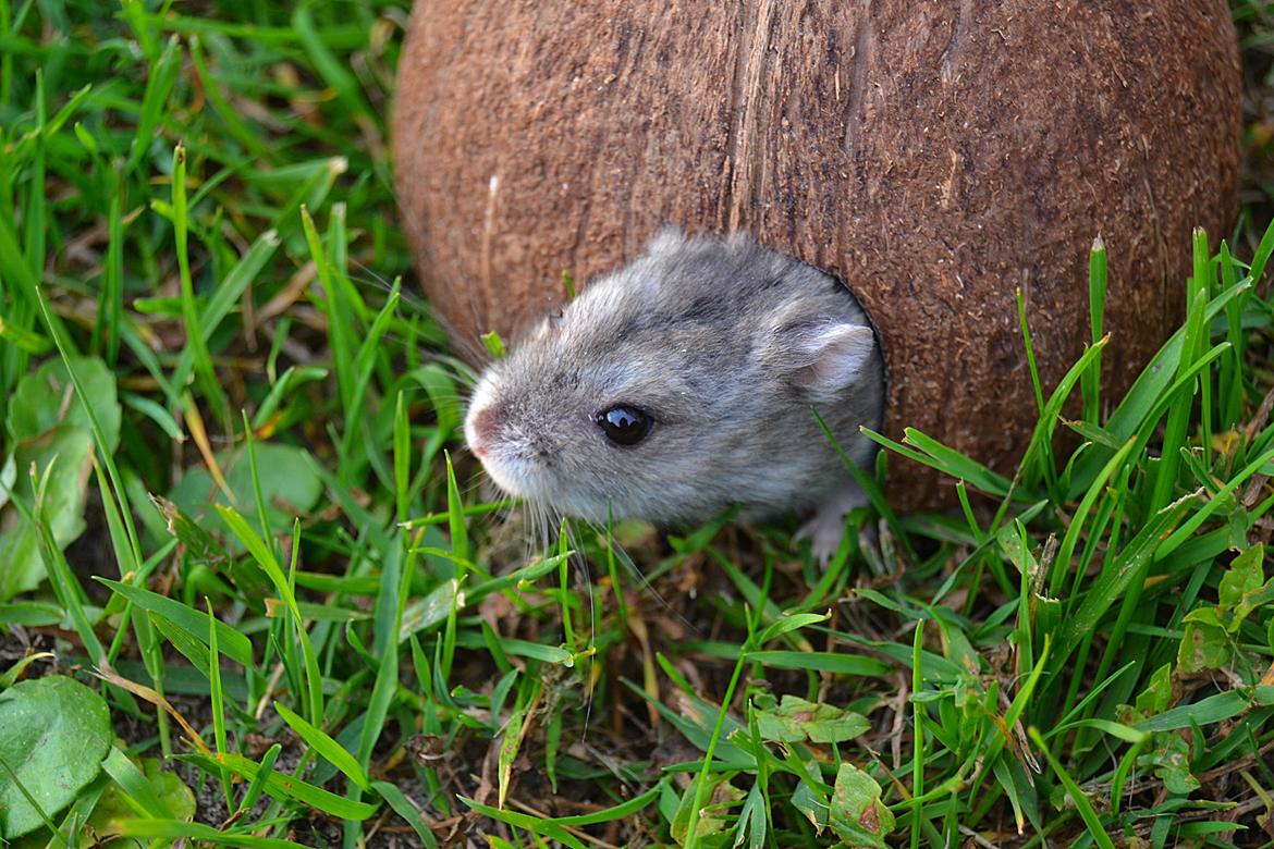 Dværghamster Chap Aka Chapper billede 8