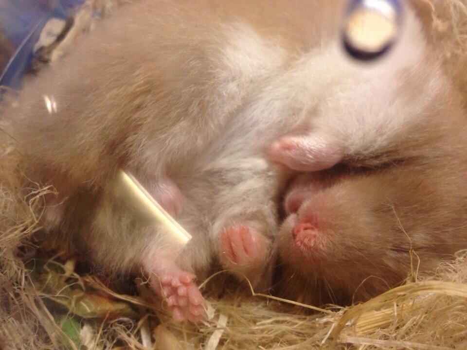 Hamster Mrs. Meatball billede 7