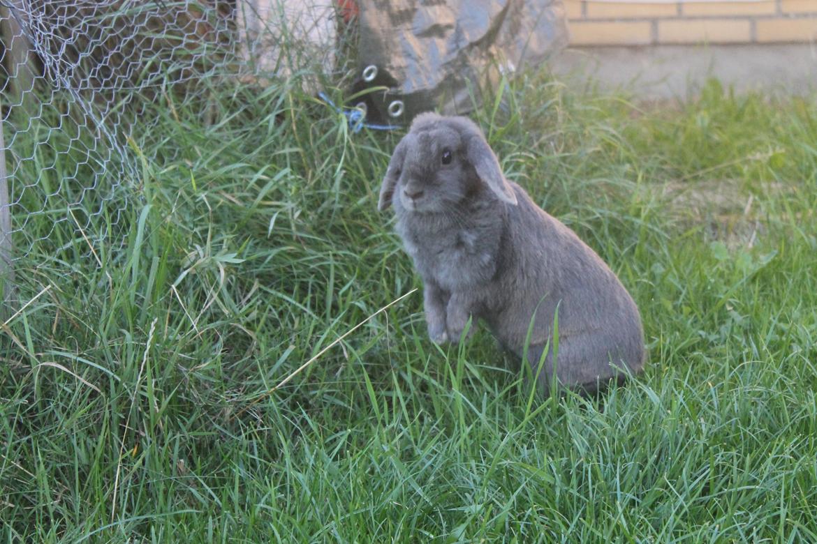 Kanin Smilla billede 4