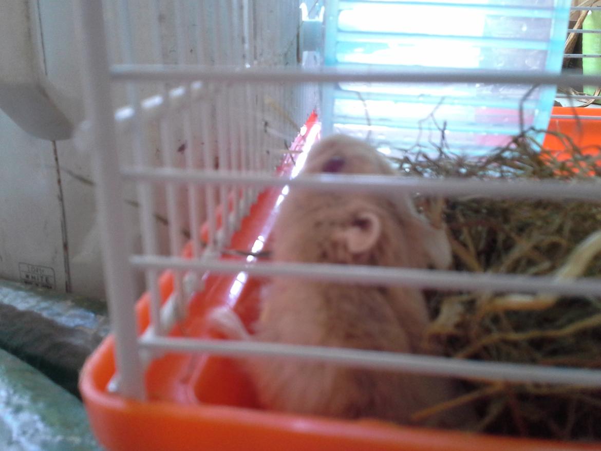 Dværghamster *PETER* rip billede 3