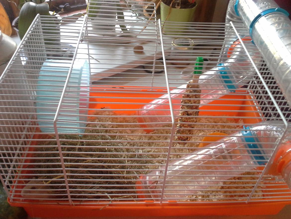 Dværghamster *PETER* rip billede 6