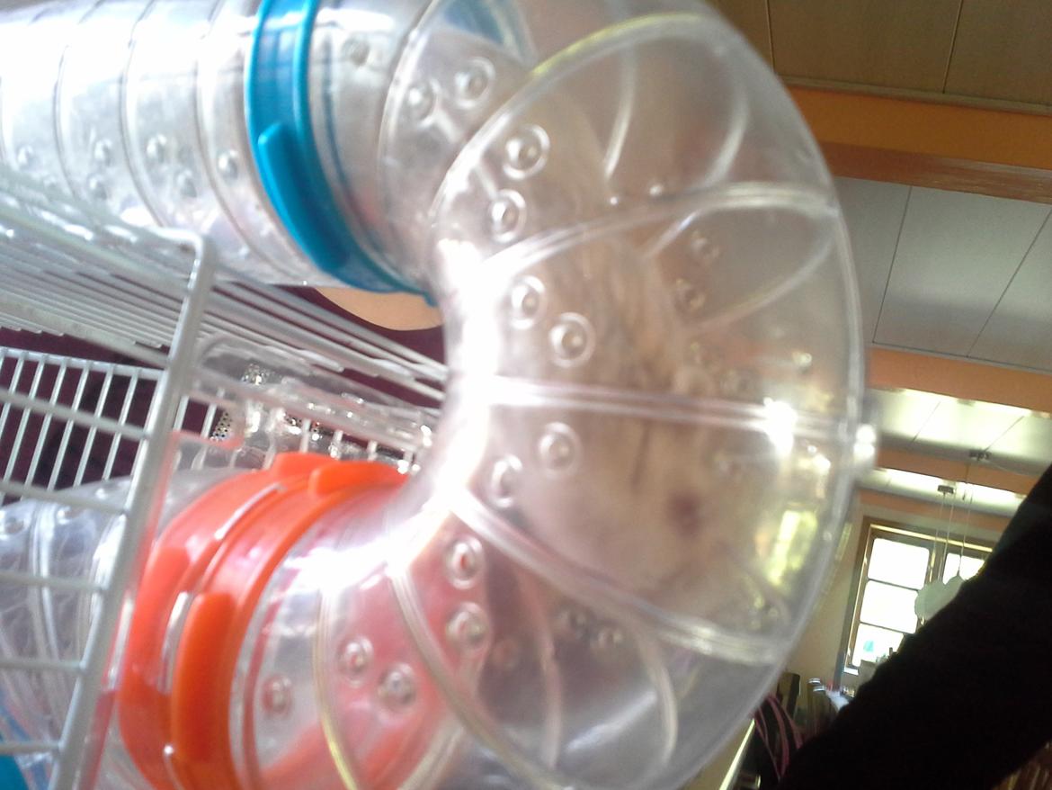 Dværghamster *PETER* rip billede 13